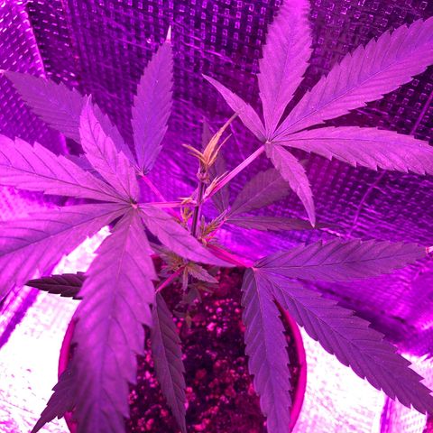 Planta mãe  growlog photo: Poda top