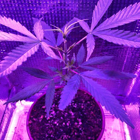 Planta mãe  growlog photo: Folhas crescendo 