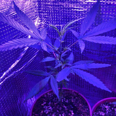 Planta mãe  growlog timeline photo