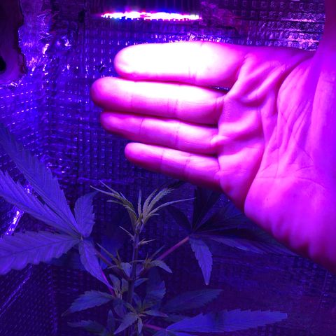 Planta mãe  growlog timeline photo