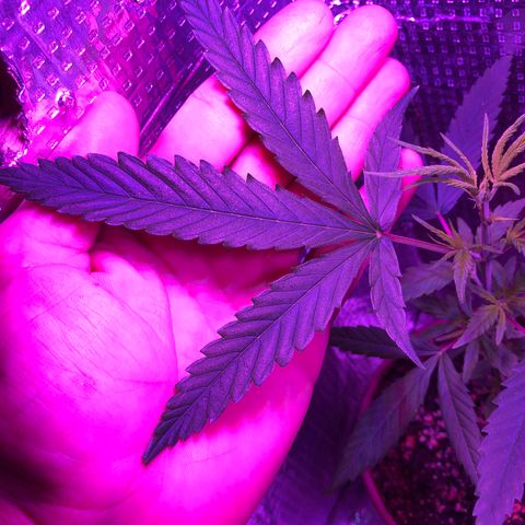 Planta mãe  growlog timeline photo