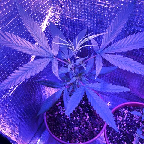 Planta mãe  growlog timeline photo