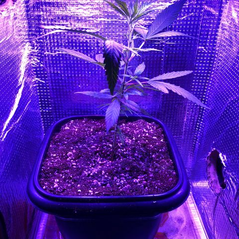 Planta mãe  growlog timeline photo
