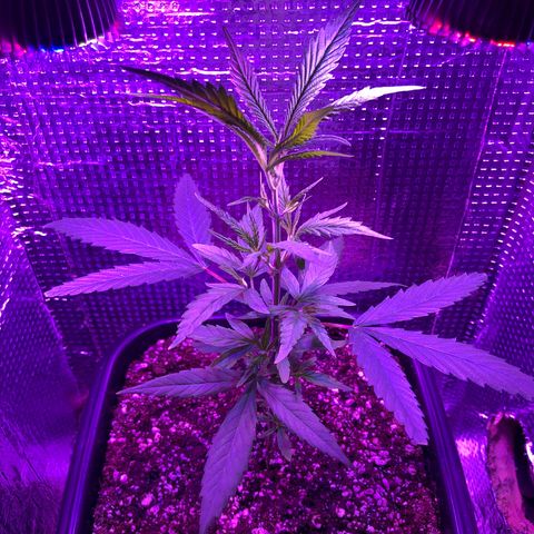 Planta mãe  growlog timeline photo