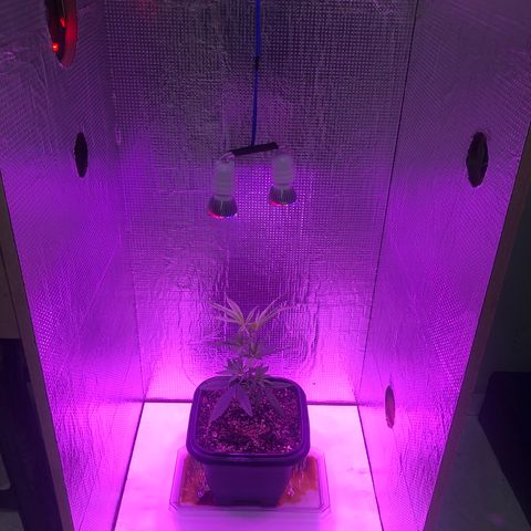 Planta mãe  growlog timeline photo