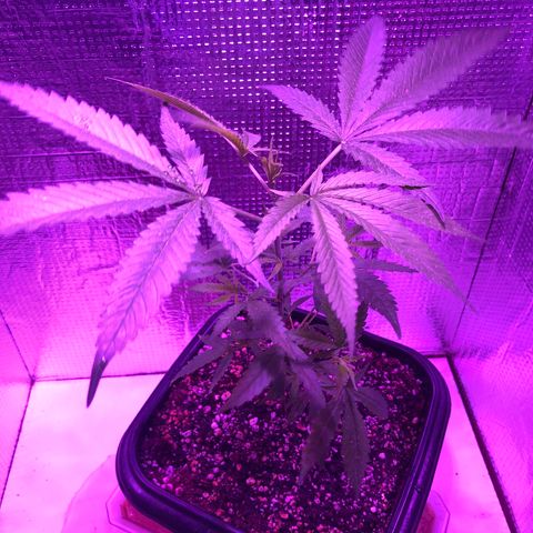 Planta mãe  growlog timeline photo