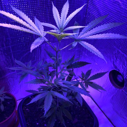 Planta mãe  growlog timeline photo