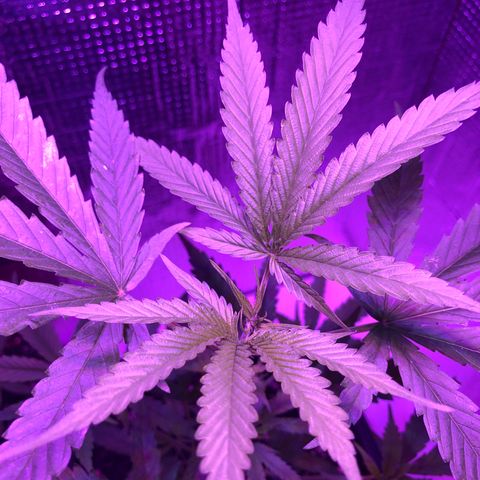 Planta mãe  growlog timeline photo