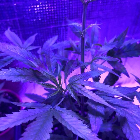 Planta mãe  growlog timeline photo