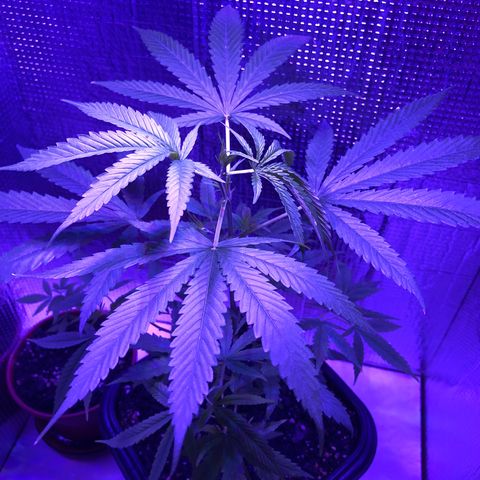 Planta mãe  growlog timeline photo