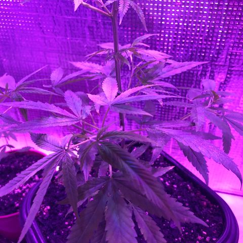 Planta mãe  growlog timeline photo