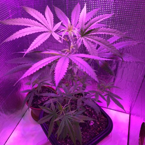 Planta mãe  growlog timeline photo