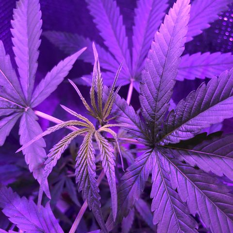 Planta mãe  growlog timeline photo