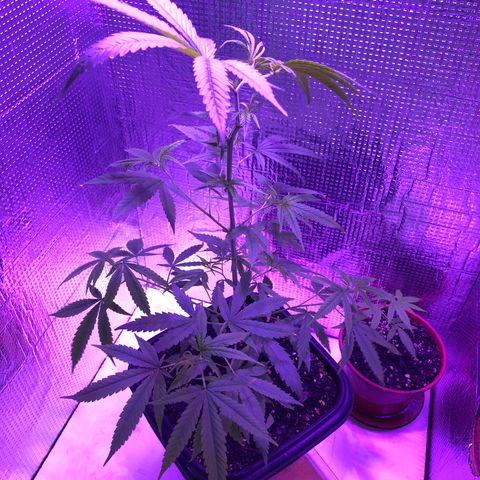 Planta mãe  growlog timeline photo