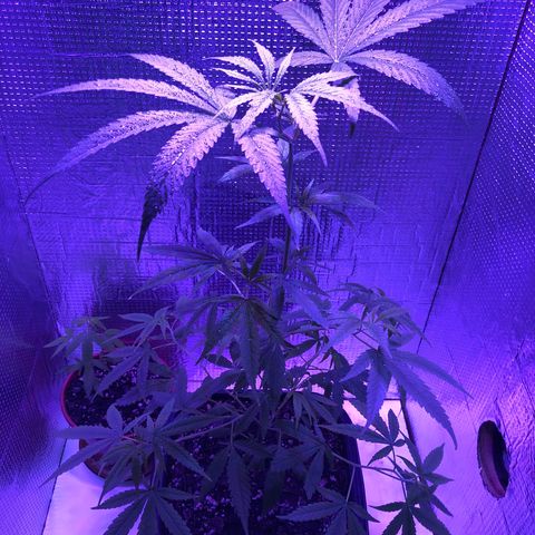 Planta mãe  growlog photo: Pulverização nas folhas 