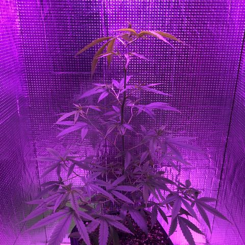 Planta mãe  growlog timeline photo