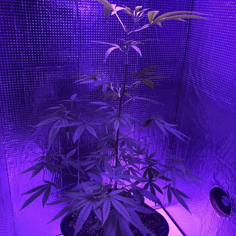 Planta mãe  growlog timeline photo