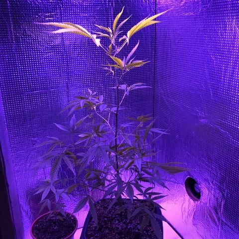 Planta mãe  growlog timeline photo