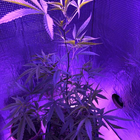 Planta mãe  growlog timeline photo