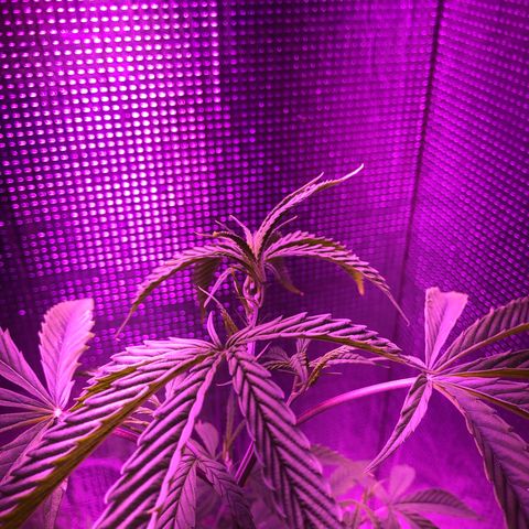 Planta mãe  growlog photo: Entrando na floração 