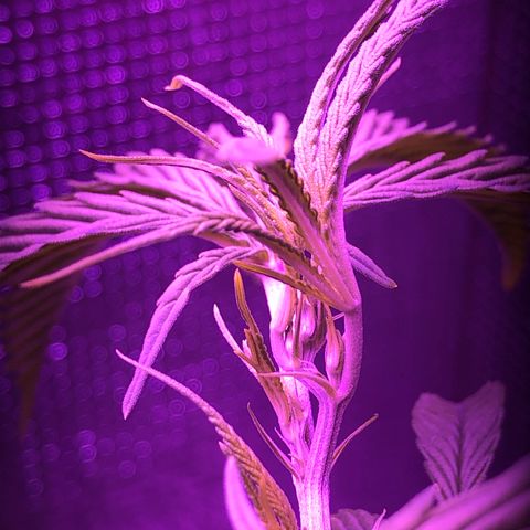 Planta mãe  growlog photo: Entrando na floração 