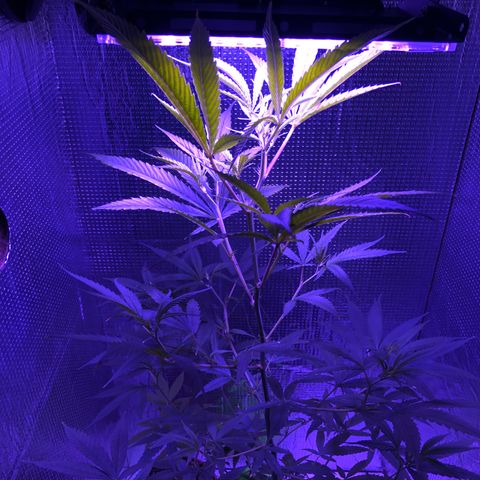 Planta mãe  growlog timeline photo