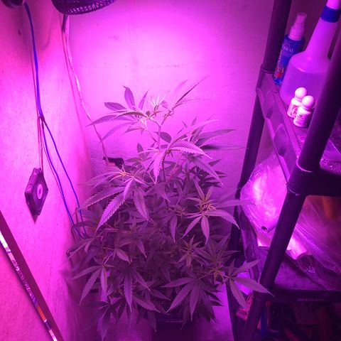 Planta mãe  growlog timeline photo