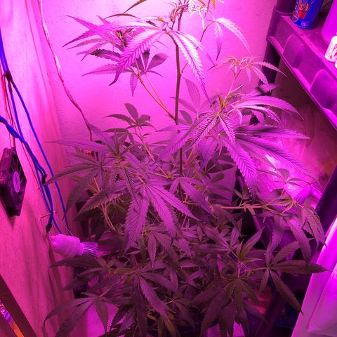 Planta mãe  growlog timeline photo