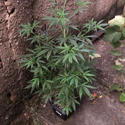 Planta mãe  growlog timeline photo