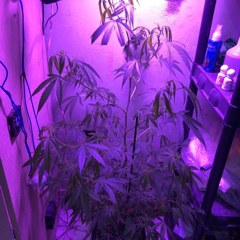 Planta mãe  growlog timeline photo