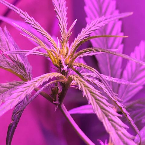 Planta mãe  growlog timeline photo