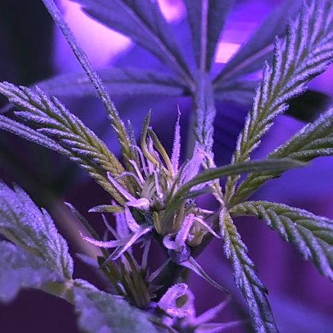 Planta mãe  growlog timeline photo