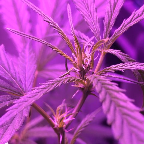 Planta mãe  growlog timeline photo