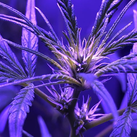 Planta mãe  growlog timeline photo