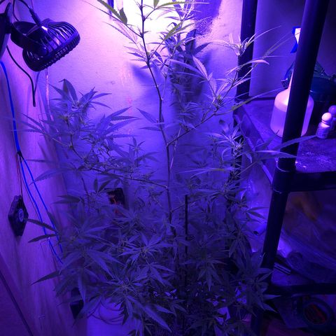 Planta mãe  growlog timeline photo