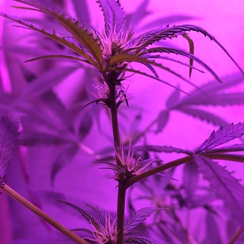 Planta mãe  growlog timeline photo