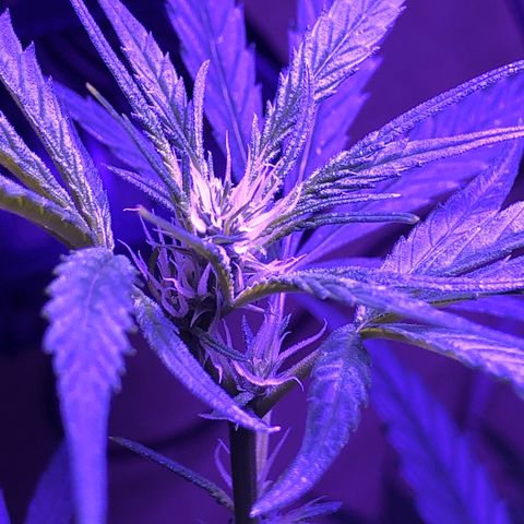 Planta mãe  growlog timeline photo