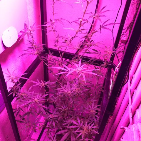 Planta mãe  growlog timeline photo