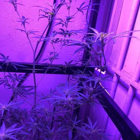 Planta mãe  growlog timeline photo
