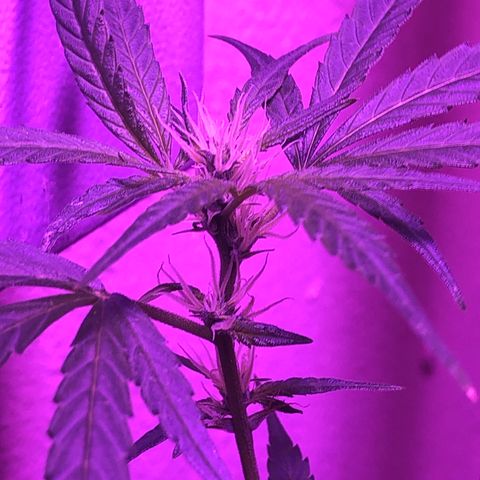 Planta mãe  growlog timeline photo