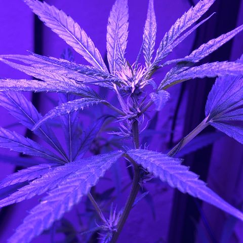 Planta mãe  growlog timeline photo