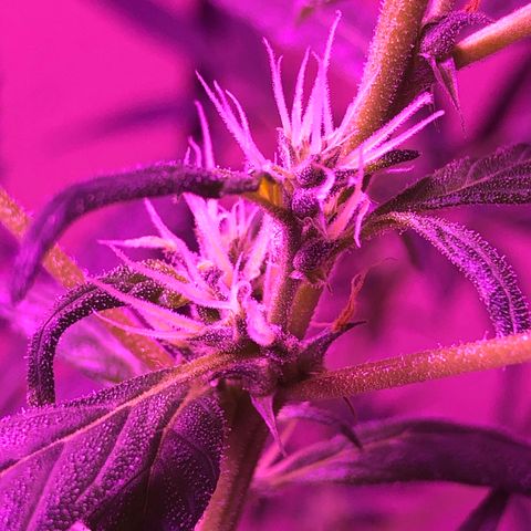 Planta mãe  growlog timeline photo