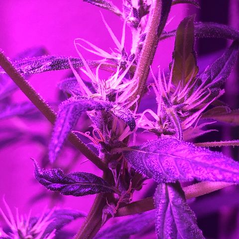 Planta mãe  growlog timeline photo