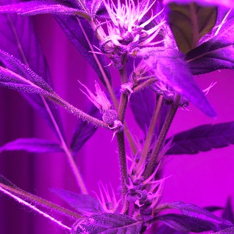 Planta mãe  growlog timeline photo