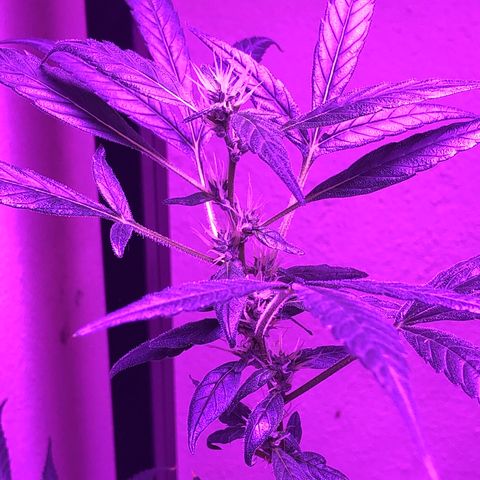 Planta mãe  growlog timeline photo