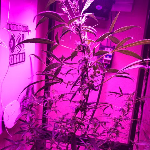 Planta mãe  growlog timeline photo