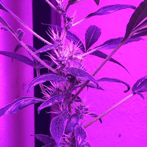 Planta mãe  growlog timeline photo