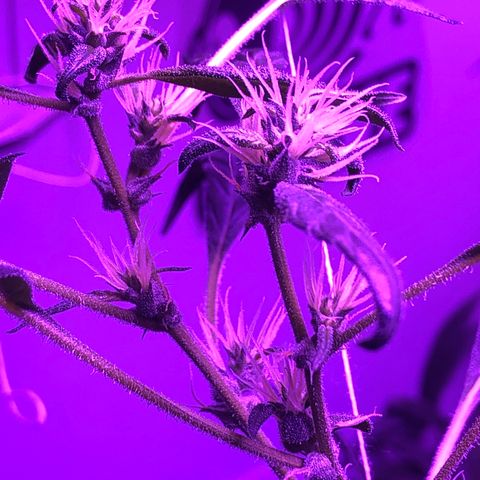 Planta mãe  growlog timeline photo