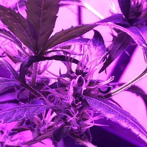 Planta mãe  growlog timeline photo