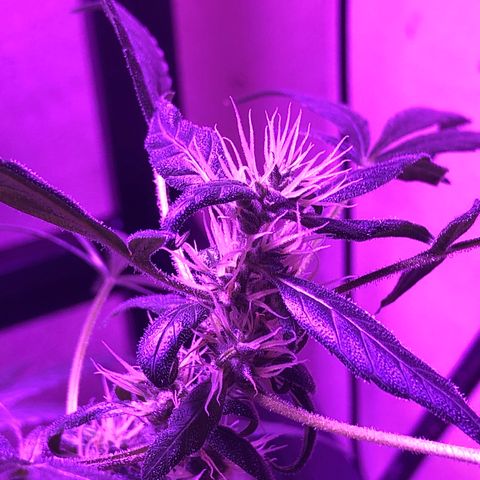 Planta mãe  growlog timeline photo